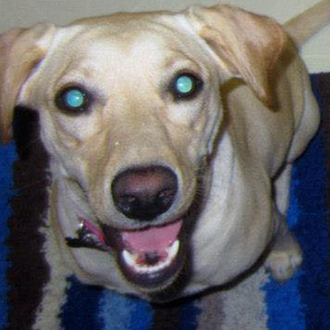 Fundraising Page: Carey Gohl-Campbell